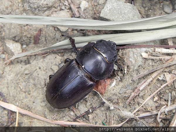 昆蟲綱_鞘翅目_金龜子科_獨角仙-雌_苗縣-神龍山莊_20150704.JPG