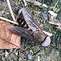 昆蟲綱_雙翅目_蜂虻科_絨蜂虻_竹縣-飛龍步道_20150804.JPG