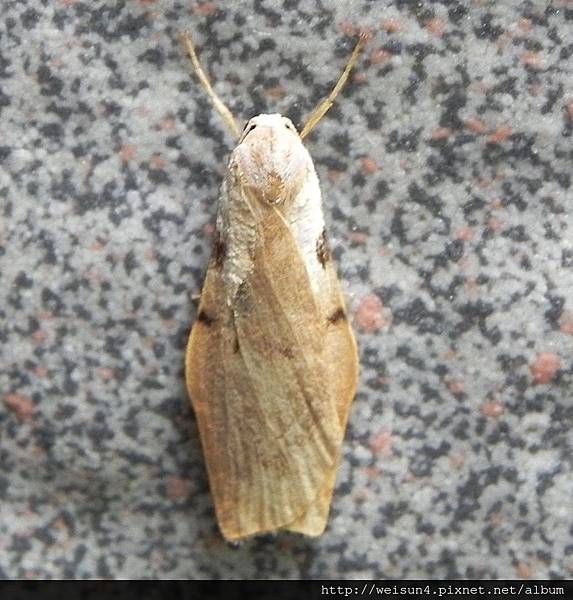 昆蟲綱_鱗翅目_裳蛾科_teulisna sp._宜蘭-明池_20150225.JPG 昆蟲綱_鱗翅目_裳蛾科_teulisna sp._宜蘭-明池_20150225.JPG