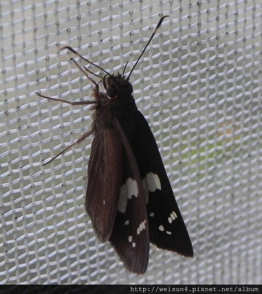 昆蟲綱_鱗翅目_弄蝶科_黑弄蝶_苗栗縣-神龍山莊_20150725.JPG 昆蟲綱_鱗翅目_弄蝶科_黑弄蝶_苗栗縣-神龍山莊_20150725.JPG