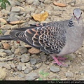 鳥綱_鴿形目_鳩鴿科_金背鳩_竹市-科學園區_20150818.JPG