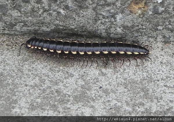 倍足綱_條馬陸目_奇馬陸科_粗直形馬陸_竹縣-斗崙_20150830.JPG 倍足綱_條馬陸目_奇馬陸科_粗直形馬陸_竹縣-斗崙_20150830.JPG