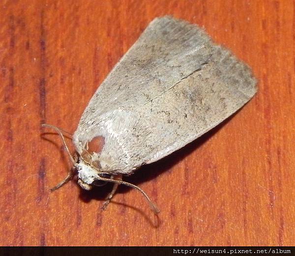 昆蟲綱_鱗翅目_夜蛾科_Athetis obtusa_竹縣-竹北_20150810.JPG 昆蟲綱_鱗翅目_夜蛾科_Athetis obtusa_竹縣-竹北_20150810.JPG