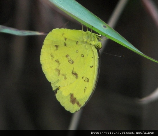 昆蟲綱_鱗翅目_粉蝶科_台灣黃蝶_20070220_(Jeff).JPG