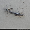 昆蟲綱_雙翅目_蚊科_叢蚊-交尾_苗縣-神龍山莊_20151017.JPG
