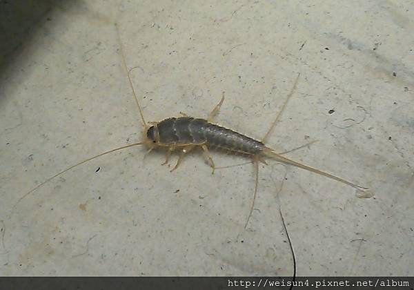 昆蟲綱_纓尾目_衣魚科_蠹魚_竹市_20140214.jpg 昆蟲綱_纓尾目_衣魚科_蠹魚_竹市_20140214.jpg
