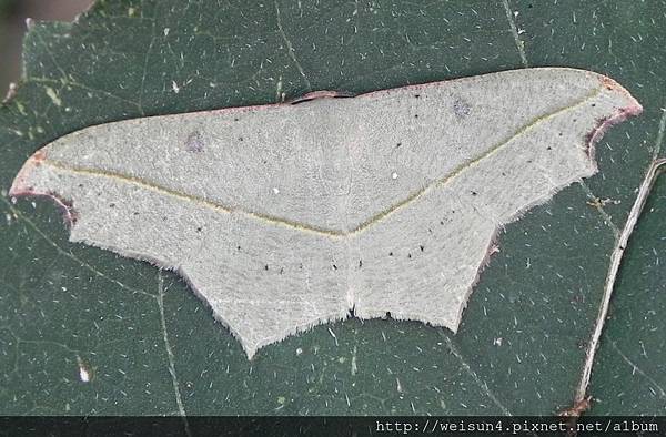 昆蟲綱_鱗翅目_尺蛾科_姬尺蛾亞科_缺口姬尺蛾_苗縣-頭份_20151105.JPG 昆蟲綱_鱗翅目_尺蛾科_姬尺蛾亞科_缺口姬尺蛾_苗縣-頭份_20151105.JPG