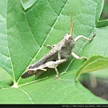 昆蟲綱_直翅目_斑腿蝗科_短角異斑腿蝗_竹縣-芎林_20150920.JPG