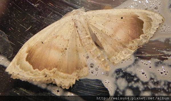 昆蟲綱_鱗翅目_尺蛾科_姬尺蛾亞科_框姬尺蛾_苗栗縣-神龍山莊_20150325.JPG 昆蟲綱_鱗翅目_尺蛾科_姬尺蛾亞科_框姬尺蛾_苗栗縣-神龍山莊_20150325.JPG