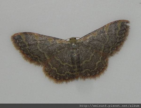 昆蟲綱_鱗翅目_尺蛾科_姬尺蛾亞科_三線波姬尺蛾_苗栗縣-神龍山莊_20150326.JPG 昆蟲綱_鱗翅目_尺蛾科_姬尺蛾亞科_三線波姬尺蛾_苗栗縣-神龍山莊_20150326.JPG