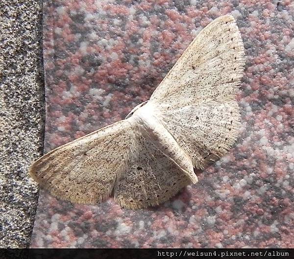 昆蟲綱_鱗翅目_尺蛾科_姬尺蛾亞科_小四點波姬尺蛾_苗縣-神龍山莊_20150328.JPG 昆蟲綱_鱗翅目_尺蛾科_姬尺蛾亞科_小四點波姬尺蛾_苗縣-神龍山莊_20150328.JPG