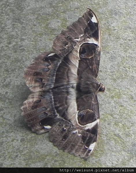 昆蟲綱_鱗翅目_裳夜蛾科_魔目夜蛾_苗縣-神龍山莊_20151122.JPG