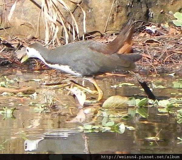 鳥綱_鶴形目_秧雞科_白腹秧雞_竹市-竹科_20151208