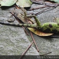 爬蟲綱_有鱗目_飛蜥科_黃口攀蜥_竹縣-飛鳳山_20130428.JPG