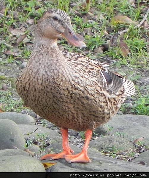 鳥綱_雁形目_鴨科_花嘴鴨_竹北-水圳公園_20160306.JPG