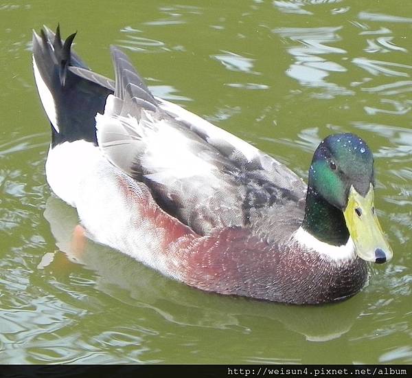 鳥綱_雁形目_鴨科_綠頭鴨-雄_竹北-水圳公園_20160306.JPG