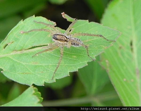 動物界 蛛形綱 蛛形綱 蜘蛛目 狼蛛科 擬水狼蛛 竹北 運動公園 15 Jpg 魏尚世的相簿 動物界 蛛形綱 蛛形綱 蜘蛛目 狼蛛科 擬水狼蛛 竹北 運動公園 15 Jpg 魏尚世的相簿