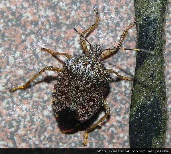 昆蟲綱_半翅目_椿象科_大斑點椿象_苗縣-神龍山莊_20160318.JPG 昆蟲綱_半翅目_椿象科_大斑點椿象_苗縣-神龍山莊_20160318.JPG