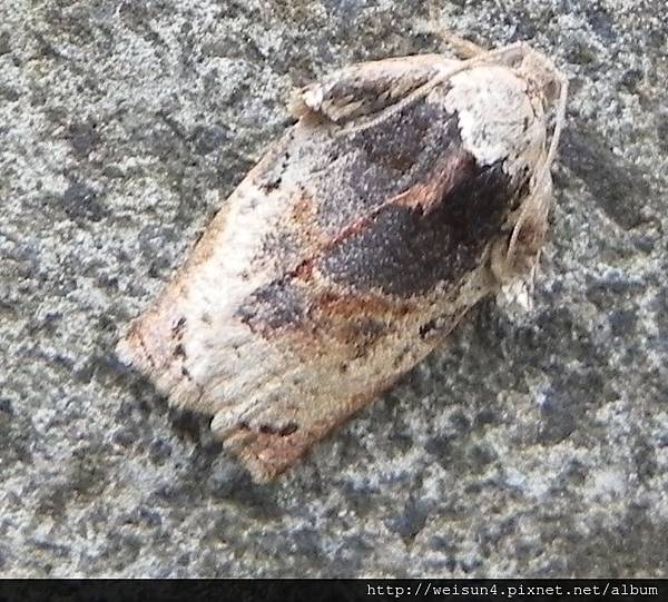 昆蟲綱_鱗翅目_捲蛾科_捲葉蛾-Homona sp_苗栗-神龍山莊_20160409.JPG 昆蟲綱_鱗翅目_捲蛾科_捲葉蛾-Homona sp_苗栗-神龍山莊_20160409.JPG
