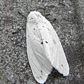 昆蟲綱_鱗翅目_燈蛾科_燈蛾亞科_污燈蛾屬_人紋污燈蛾-_苗縣-神龍山莊_20160409.JPG