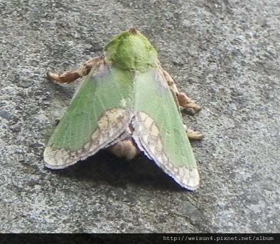 昆蟲綱_鱗翅目_刺蛾科_基褐綠刺蛾_苗縣-神龍山莊_20160424.JPG 昆蟲綱_鱗翅目_刺蛾科_基褐綠刺蛾_苗縣-神龍山莊_20160424.JPG