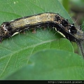 昆蟲綱_鱗翅目_夜蛾科_掌夜蛾-二齡幼蟲_竹縣-九芎湖_20160424.JPG