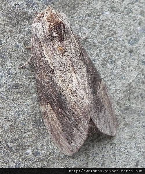 昆蟲綱_鱗翅目_舟蛾科_烏雲舟蛾_苗縣-神龍山莊_20160430.JPG 昆蟲綱_鱗翅目_舟蛾科_烏雲舟蛾_苗縣-神龍山莊_20160430.JPG