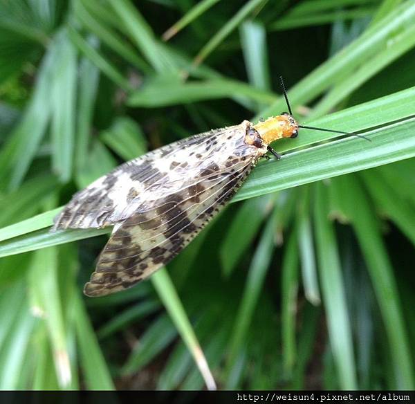 昆蟲綱_脈翅目_魚蛉科_中華斑魚蛉_苗縣-神龍山莊_20160430_吳文宗攝.jpg 昆蟲綱_脈翅目_魚蛉科_中華斑魚蛉_苗縣-神龍山莊_20160430_吳文宗攝.jpg