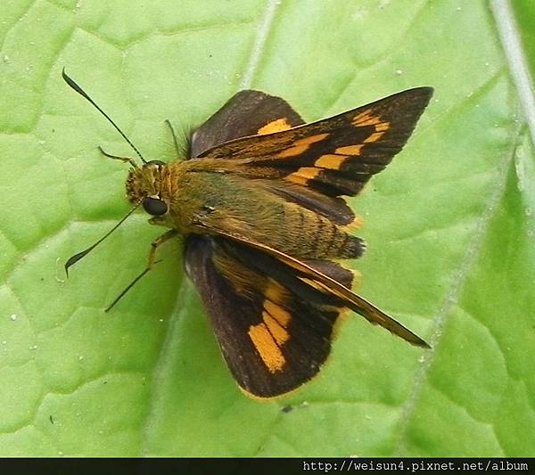 昆蟲綱_鱗翅目_弄蝶科_橙斑弄蝶屬_寬邊橙斑弄蝶_苗縣-神龍山莊_20151031.JPG