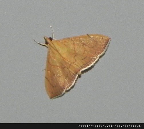 昆蟲綱_鱗翅目_草螟蛾科_野螟蛾-Hyalobathra illectalis_南投-魚池_20160508.JPG 昆蟲綱_鱗翅目_草螟蛾科_野螟蛾-Hyalobathra illectalis_南投-魚池_20160508.JPG