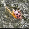 昆蟲綱_鞘翅目_瓢蟲科_中華食植瓢蟲-傷_苗縣-頭屋_20160502.JPG