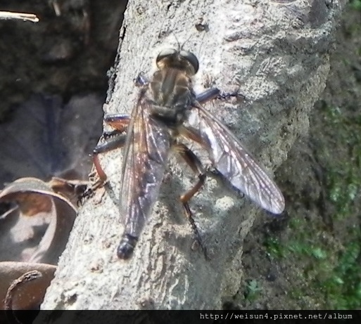 昆蟲綱_雙翅目_食蟲虻科_食蟲虻_苗縣-造橋_20160403.JPG 昆蟲綱_雙翅目_食蟲虻科_食蟲虻_苗縣-造橋_20160403.JPG