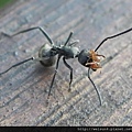 昆蟲綱_膜翅目_蟻科_黑棘蟻-獵食_竹縣-蛾眉湖_20160209.JPG