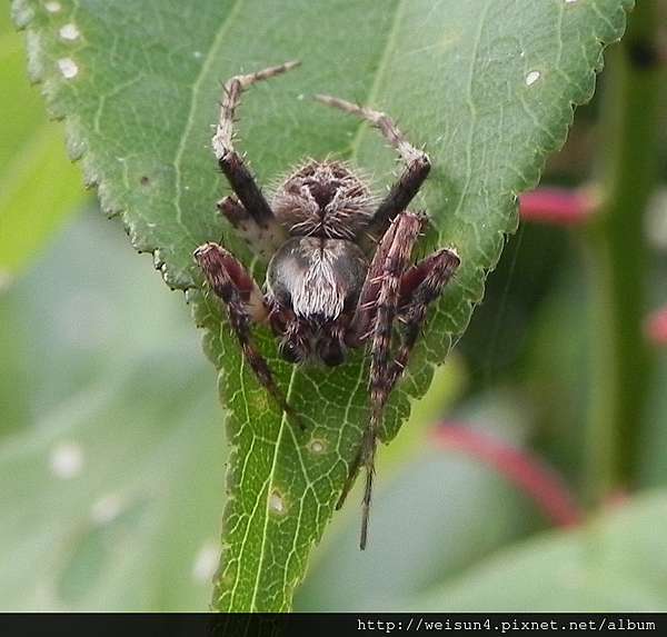 蛛形綱 Arachnida 蜘蛛目 Araneida 金蛛科 Araneidae 魏尚世講股 螃蟹收藏 玉石 股票投資 旅遊 美食 電影 手足球 作品 痞客邦 蛛形綱 Arachnida 蜘蛛目 Araneida 金蛛科 Araneidae 魏尚世講股 螃蟹收藏 玉石 股票投資 旅遊 美食 電影 手足球 作品 痞客邦