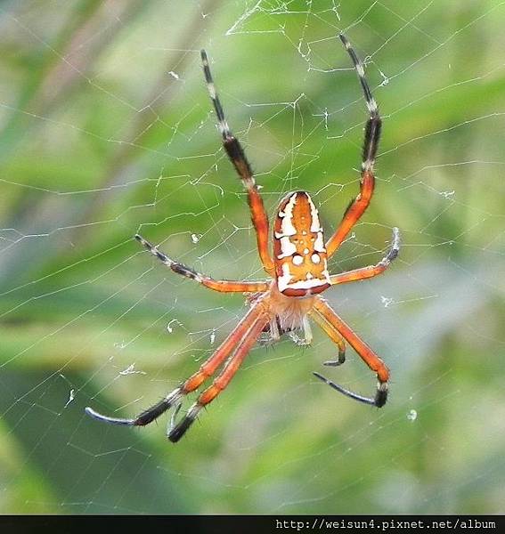 蛛形綱_蜘蛛目_金蛛科_眼點金蛛-若蛛_竹縣-九芎湖_20120610.JPG