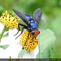 昆蟲綱_雙翅目_狂蠅總科_寄生蠅科_琉璃寄生蠅_竹縣-錦屏_20160526.JPG