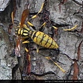 昆蟲綱_膜翅目_胡蜂科_黃長腳蜂_苗縣_竹北_20160529.JPG