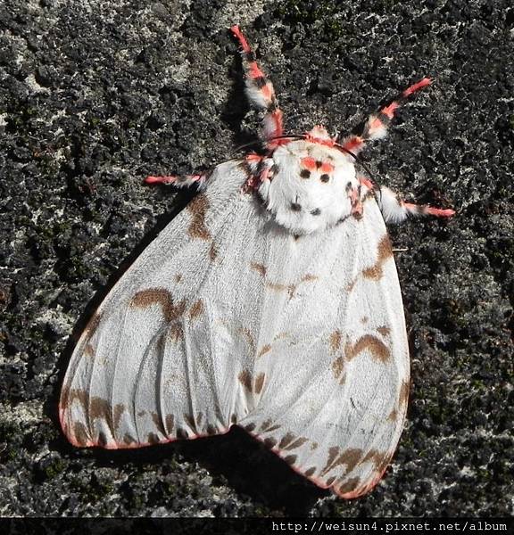 昆蟲綱_鱗翅目_裳蛾科_毒蛾亞科_櫟毒蛾-雌_苗縣-神龍山莊_20160604.JPG