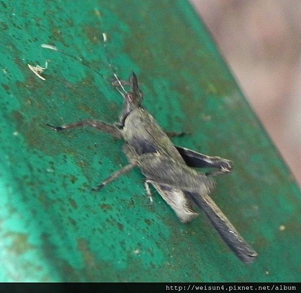 _直翅目____桃園_大溪_20160519.JPG