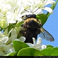 昆蟲綱_膜翅目_蜜蜂科_熊蜂屬_熊蜂_苗縣-神龍山莊_20160618.JPG
