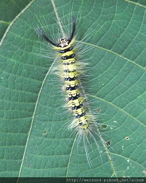 昆蟲綱_鱗翅目_枯葉蛾科_青枯葉蛾_雌_竹縣-鳳崎_20160626.JPG