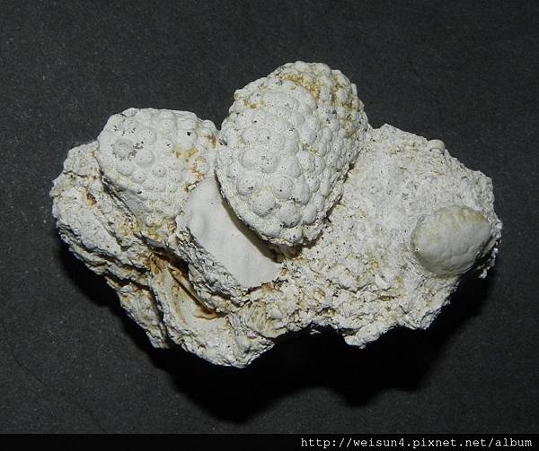 C2044_化石_地中海毛刺蟹+美麗扇疣蟹.JPG C2044_化石_地中海毛刺蟹+美麗扇疣蟹.JPG