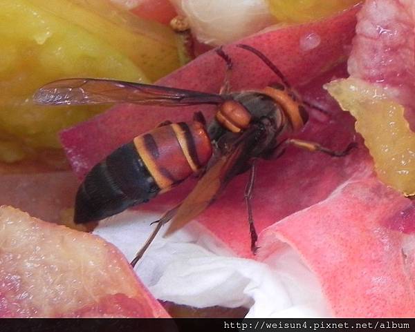 昆蟲綱_膜翅目_胡蜂科_黑尾虎頭蜂_竹縣-尖石_20160714.JPG 昆蟲綱_膜翅目_胡蜂科_黑尾虎頭蜂_竹縣-尖石_20160714.JPG