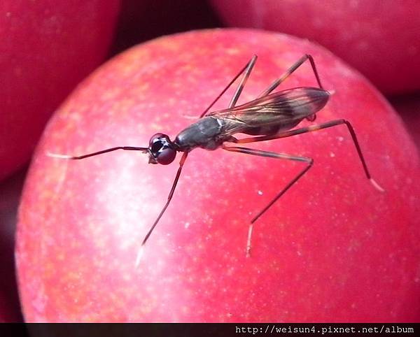 昆蟲綱_膜翅目_姬蜂科_姬蜂_竹縣-尖石_20160714.JPG 昆蟲綱_膜翅目_姬蜂科_姬蜂_竹縣-尖石_20160714.JPG