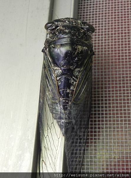 昆蟲綱_同翅目_蟬科_熊蟬屬_高砂熊蟬_苗縣-神龍山莊_20160813.JPG 昆蟲綱_同翅目_蟬科_熊蟬屬_高砂熊蟬_苗縣-神龍山莊_20160813.JPG