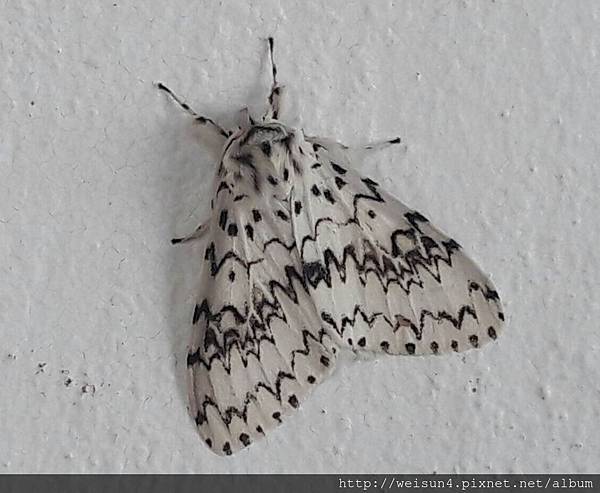 昆蟲綱_鱗翅目_裳蛾科_毒蛾亞科_毒蛾屬_絡毒蛾_20160912_馬來西亞-神山_(陳韻如攝).JPG