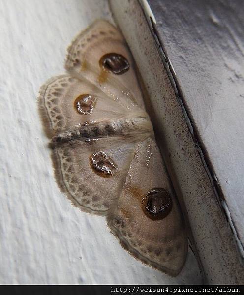 昆蟲綱_鱗翅目_尺蛾科_姬尺蛾亞科_葫蘆雙目白姬尺蛾_馬來西亞-神山_20160912_(張枝香攝).JPG 昆蟲綱_鱗翅目_尺蛾科_姬尺蛾亞科_葫蘆雙目白姬尺蛾_馬來西亞-神山_20160912_(張枝香攝).JPG
