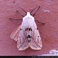 昆蟲綱_鱗翅目_燈蛾科_燈蛾亞科_橙燈蛾屬_姬白橙燈蛾_馬來西亞-神山_20160912_(張枝香攝).JPG
