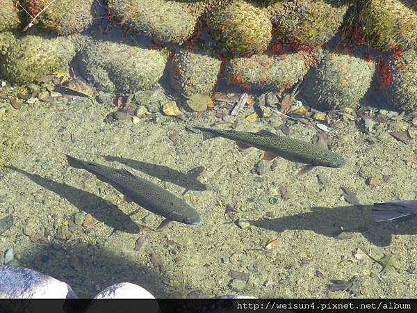 北陸_DSCN0984_鱒魚.JPG 北陸_DSCN0984_鱒魚.JPG