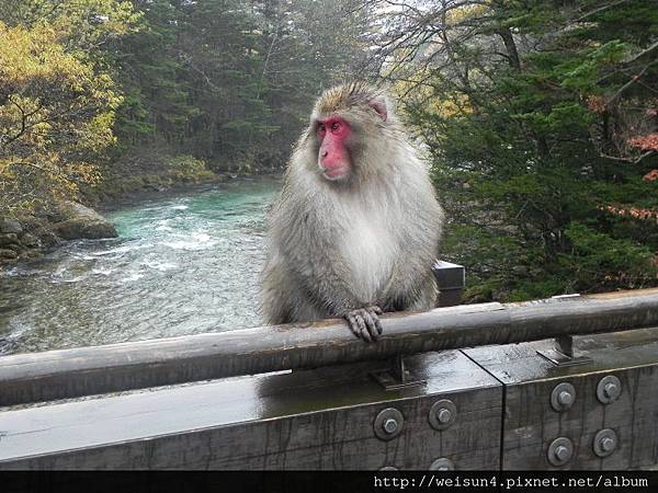 北陸_DSCN1252_上高地_田代橋_猴.JPG